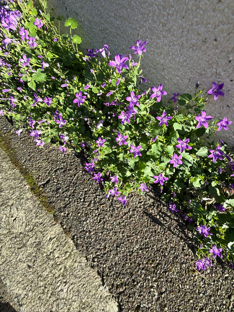 Hänge-Glockenblume — Bild 2