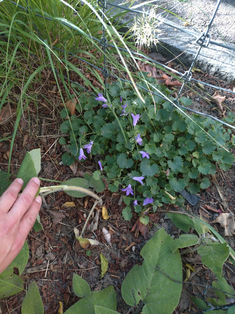 Hänge-Glockenblume — Bild 1