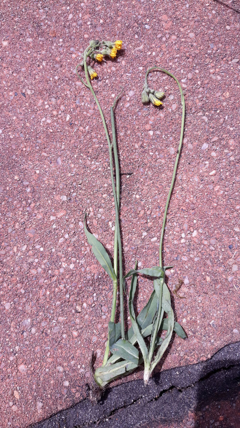 Habichtskraut — Bild 2