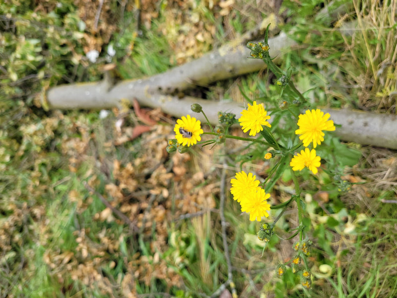 Habichtskraut — Bild 1