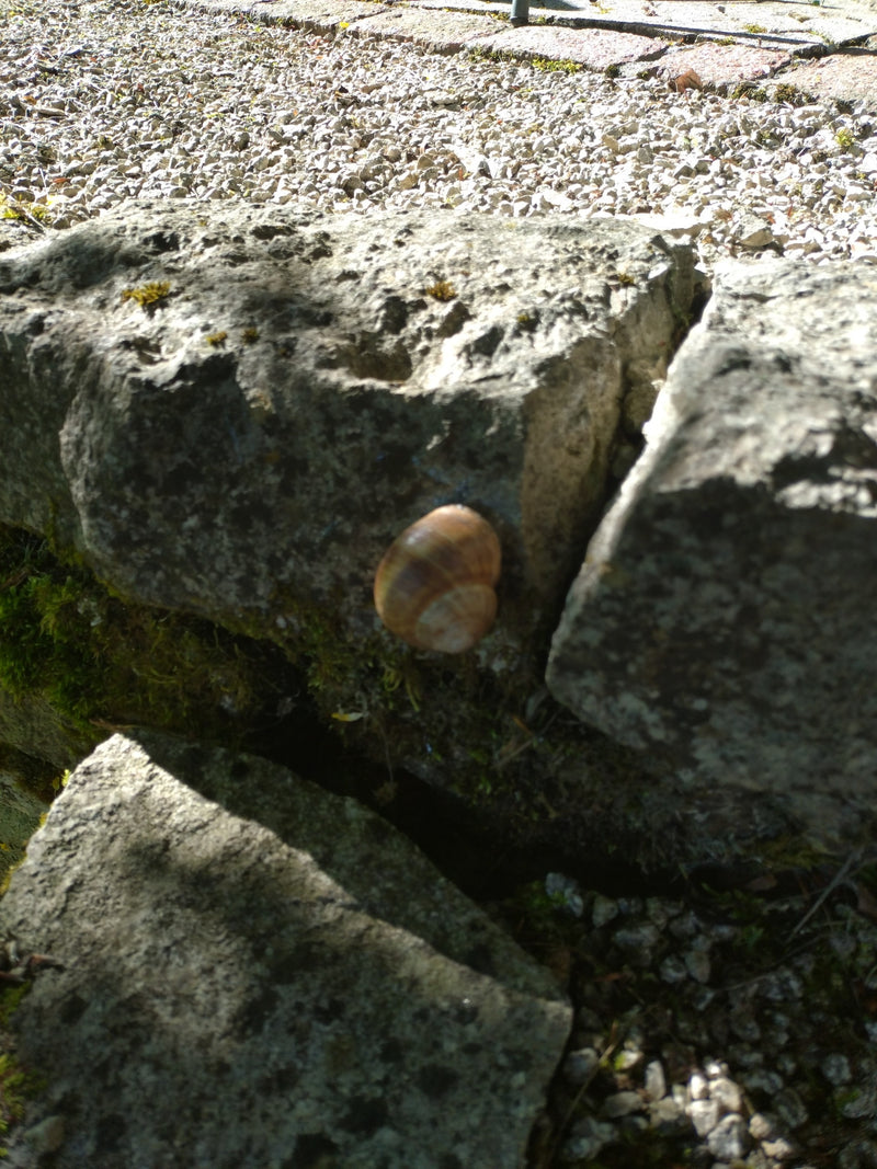 Hain-Bänderschnecke — Bild 4