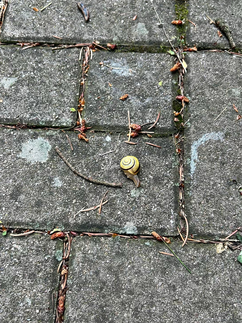 Hain-Bänderschnecke — Bild 3