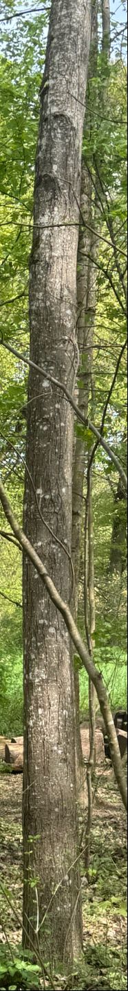 Hainbuche — Bild 5