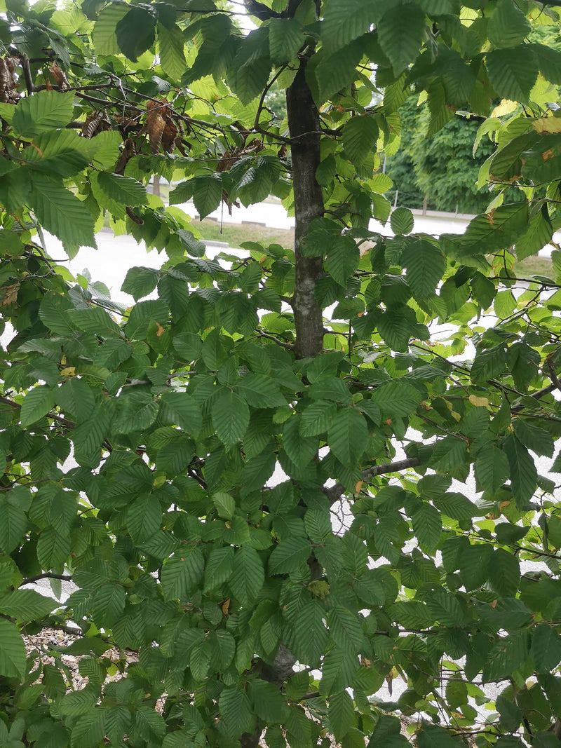 Zu sehen ist eine Hainbuche mit vielen grünen Blättern und einer schlanken, grauen Rinde. Der Baum steht in einer natürlichen Umgebung.