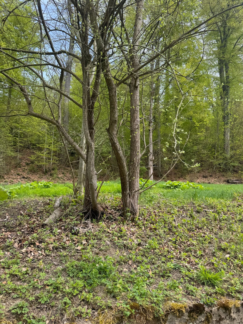 Hainbuche — Bild 1