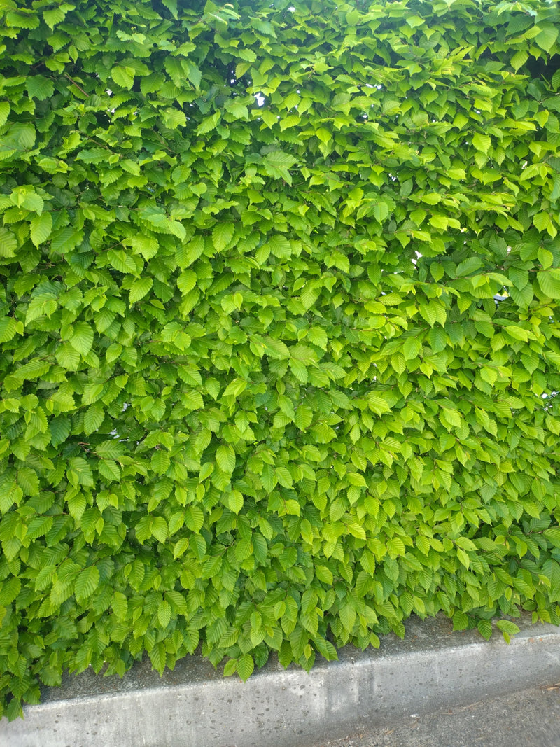 Zu sehen ist eine dichte Hecke aus den typischen, hellgrünen Blättern der Hainbuche. Die Blätter sind fein gezähnt und gleichmäßig verteilt.