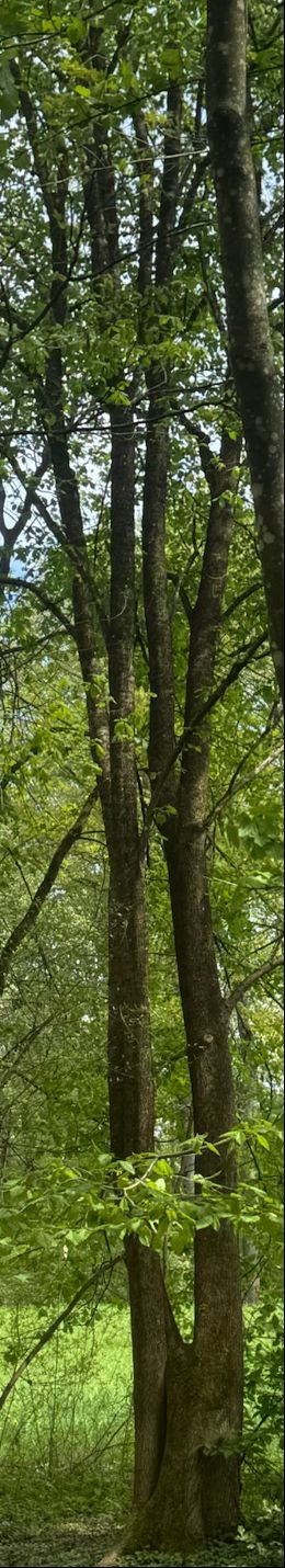 Hainbuche — Bild 4