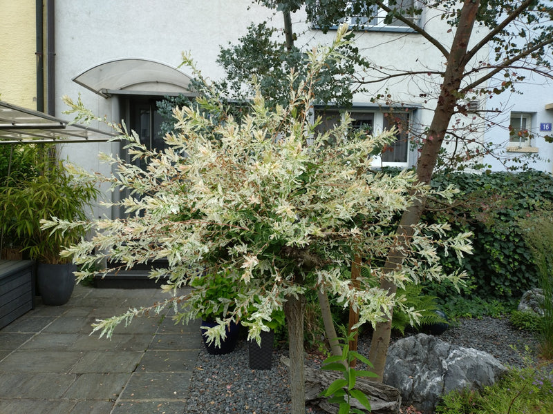 Harlekinweide — Bild 4