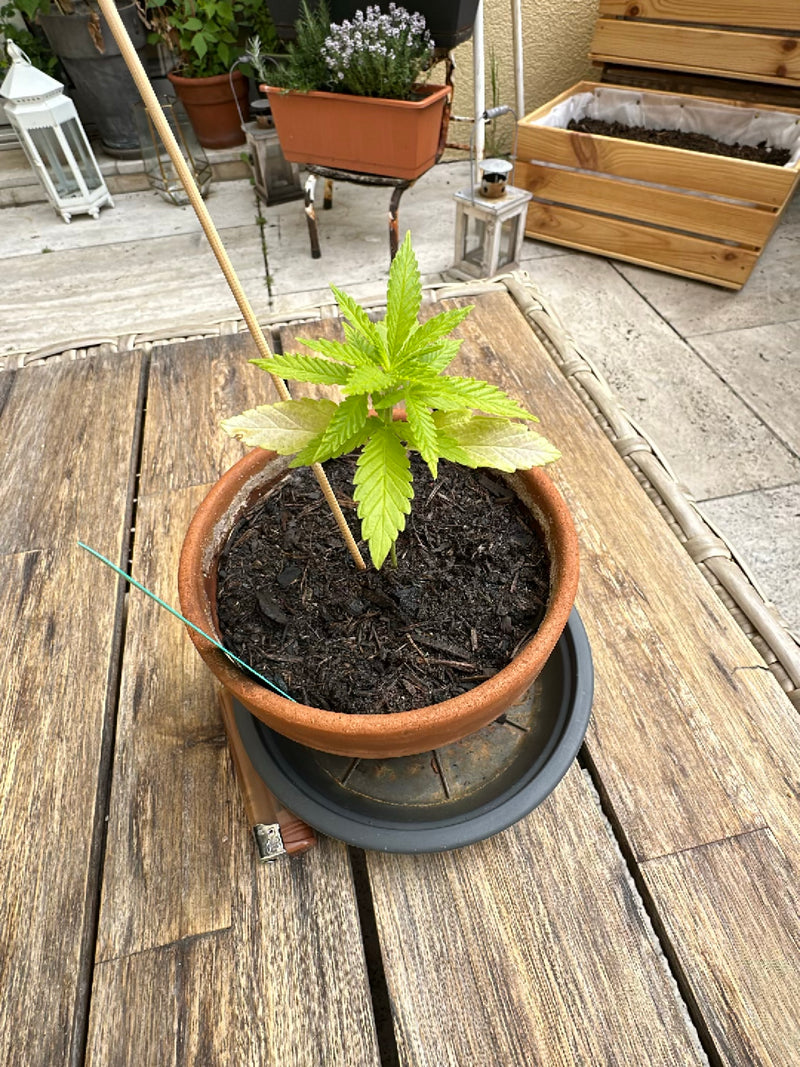 Hanf — Bild 2