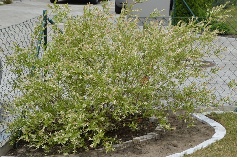 Harlekinweide — Bild 5