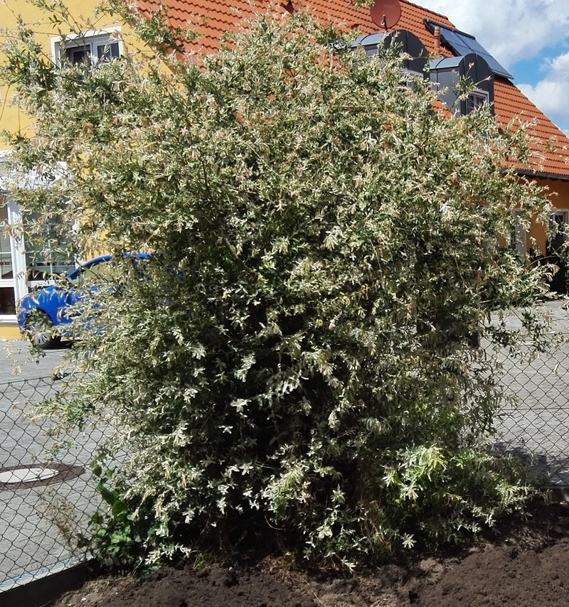 Harlekinweide — Bild 3