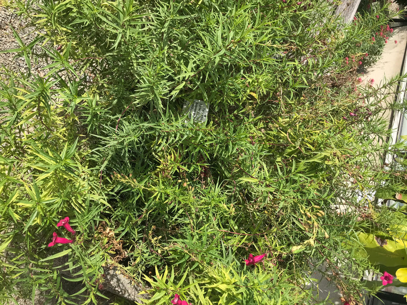 Hartwegs Bartfaden — Bild 1 von 3