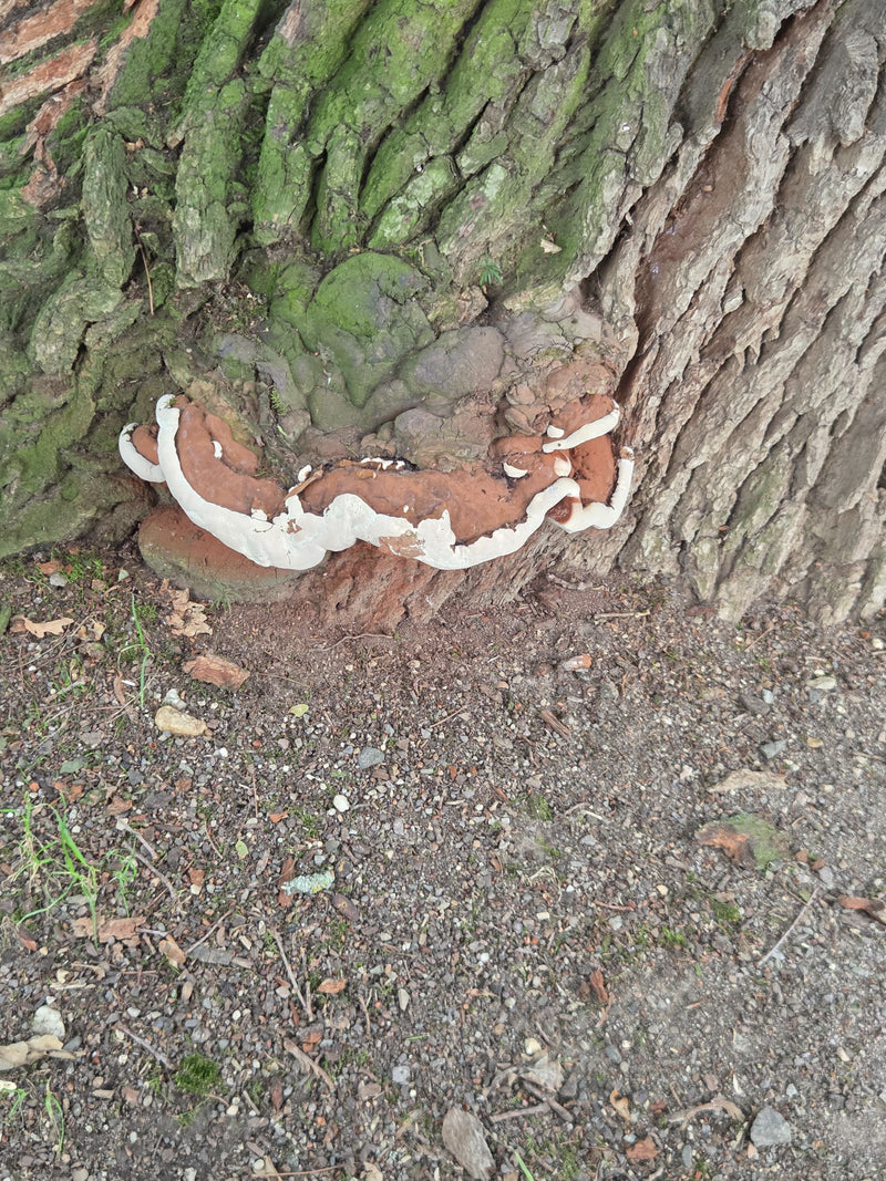 Harziger Lackporling — Bild 1