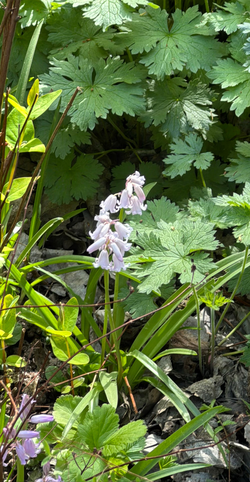 Hasenglöckchen — Bild 1