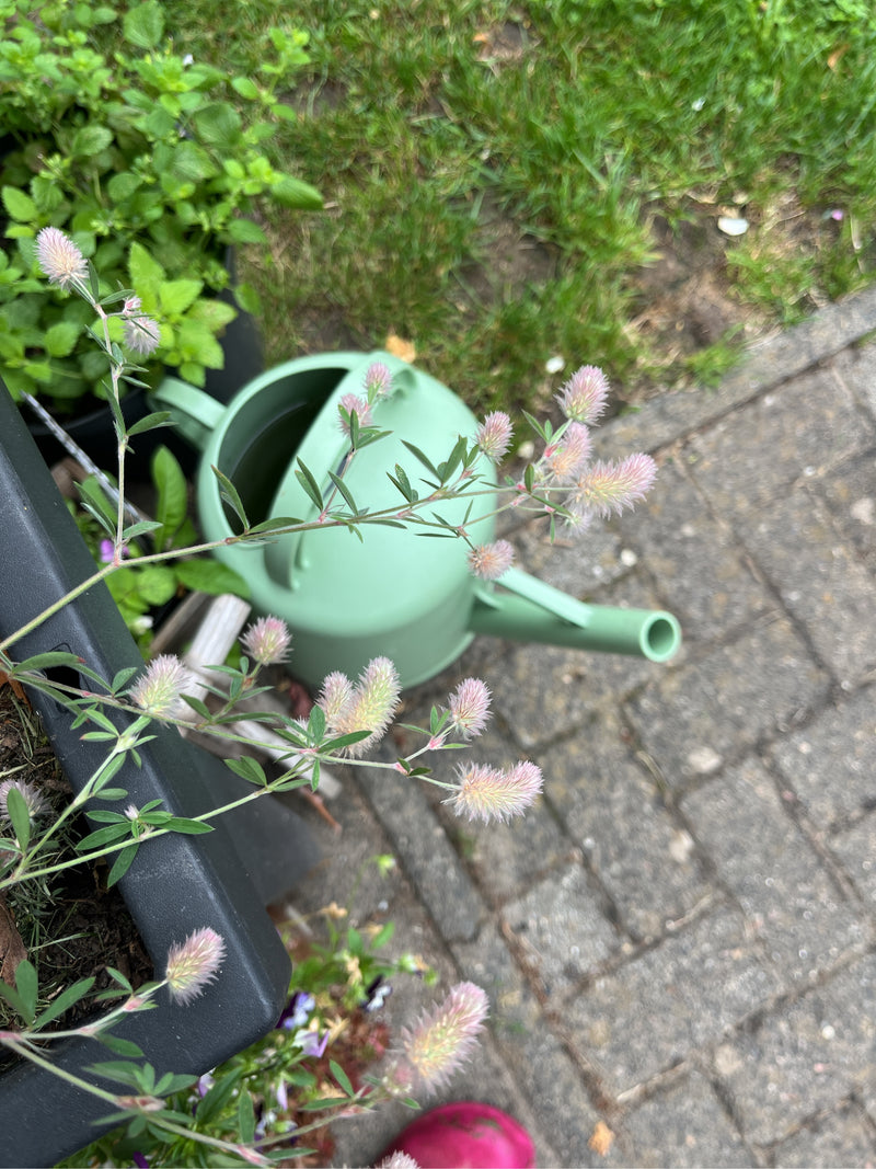 Hasenklee — Bild 3