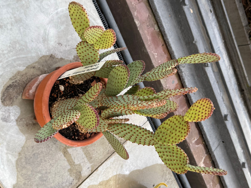 Ein Hasenohr-Kaktus wächst in einem Terrakottatopf mit zahlreichen verzweigten, abgeflachten Trieben.