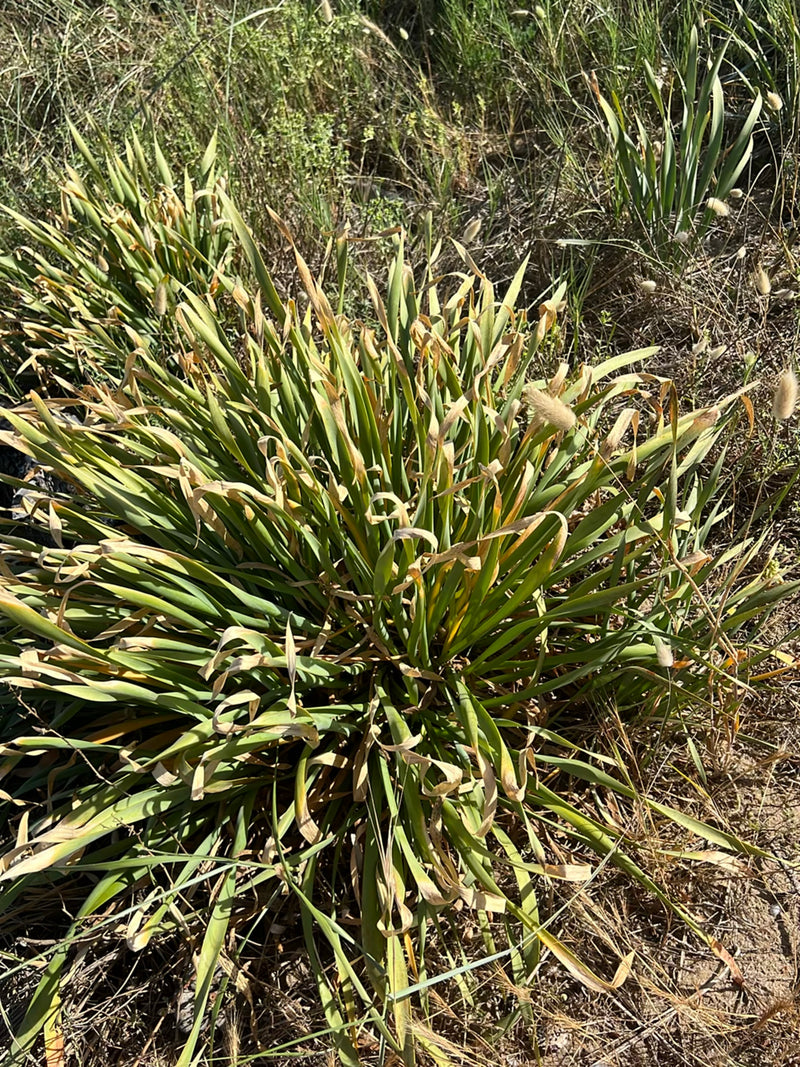Hasenschwanz-Gras — Bild 1
