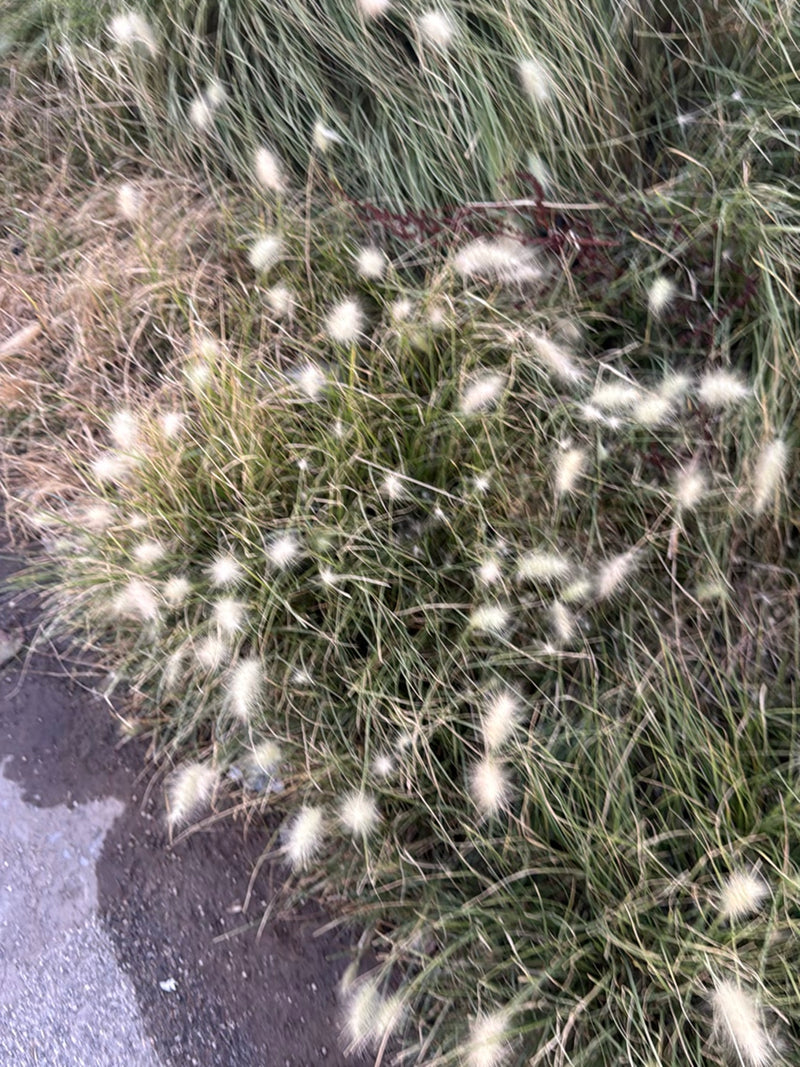 Hasenschwanz-Gras — Bild 4