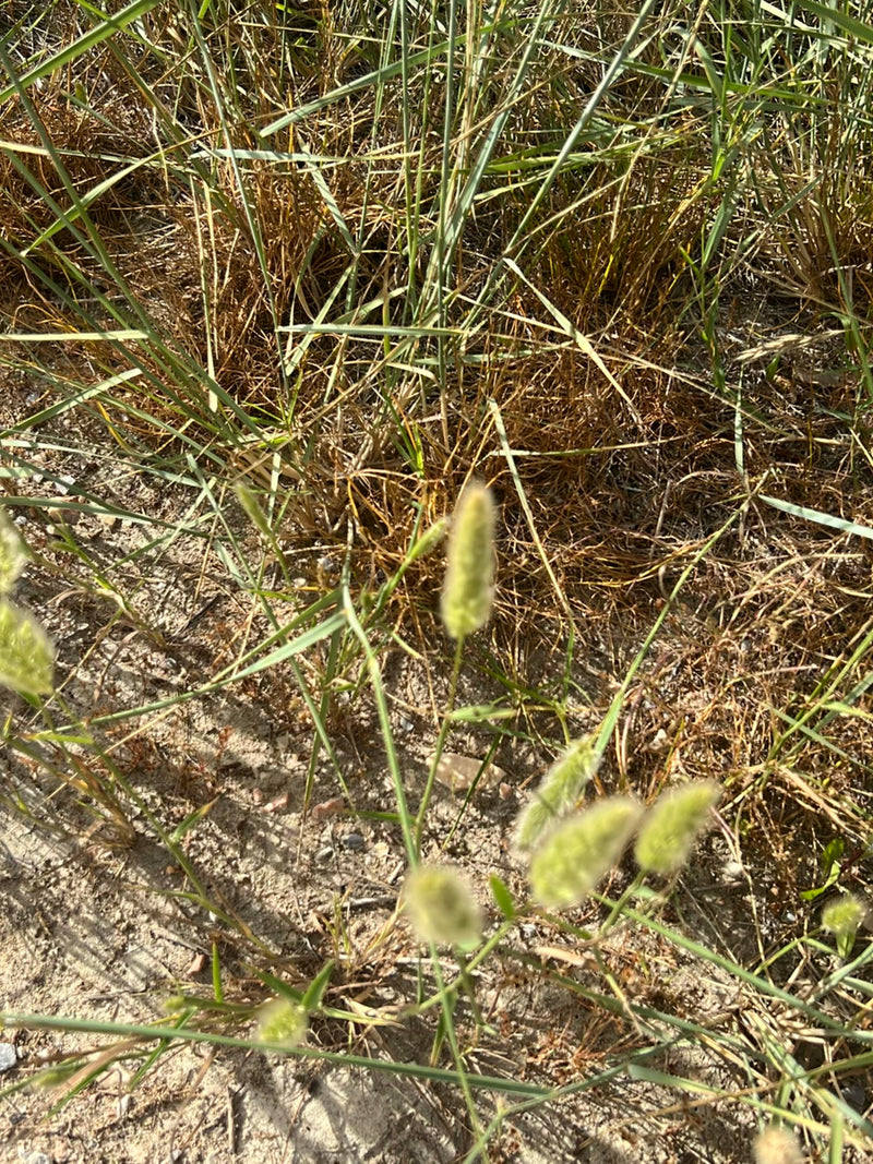 Hasenschwanz-Gras — Bild 2