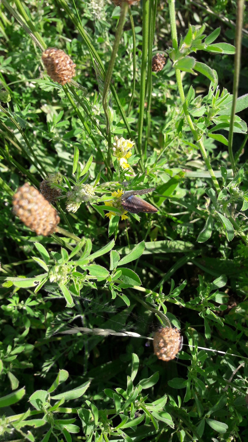 Hauhechel-Bläuling — Bild 5