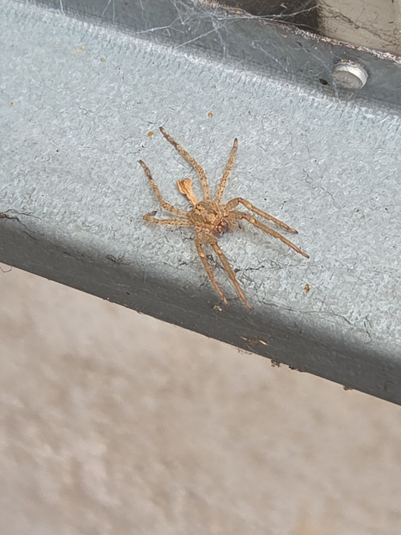Haus-Feldspinne — Bild 3