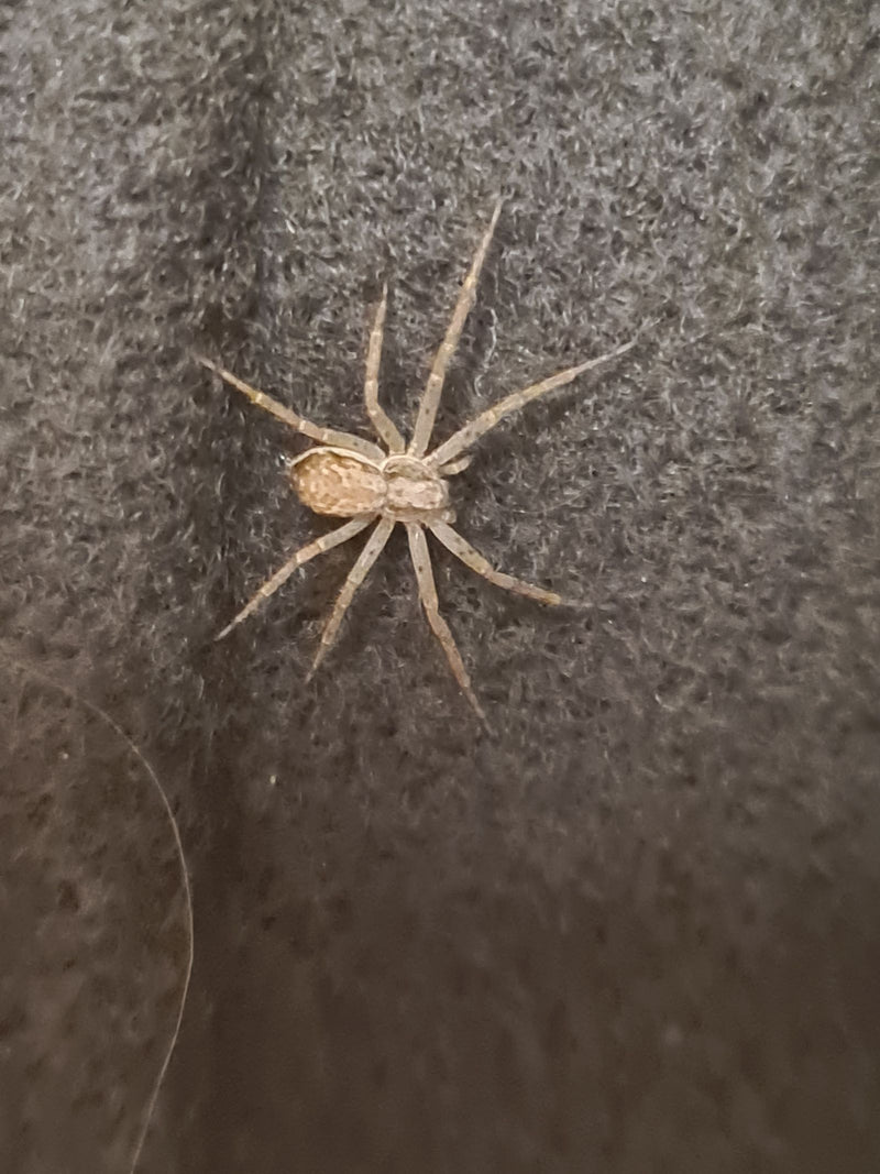 Haus-Feldspinne — Bild 2