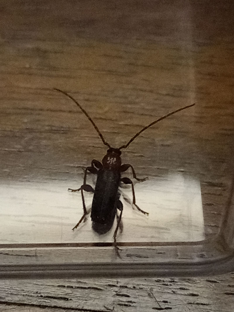 Hausbockkäfer — Bild 2