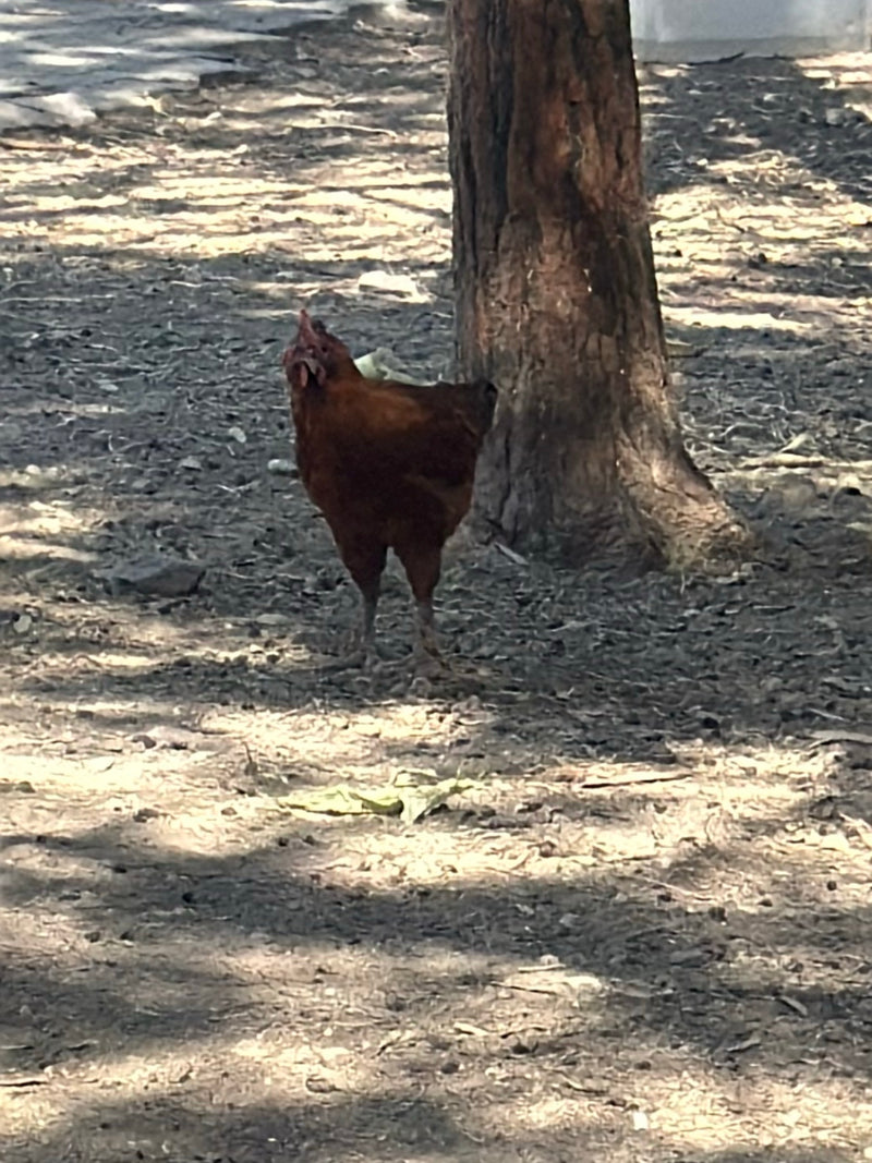 Ein braunes Haushuhn steht auf dem schattigen Waldboden neben einem Baumstamm. Es blickt aufmerksam nach oben.
