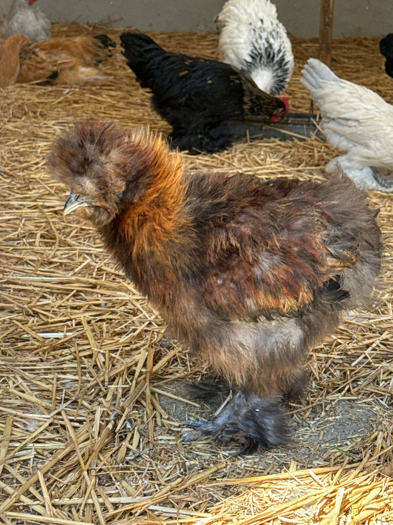 Ein braun-schwarzes Haushuhn steht auf Stroh in einem Stall. Im Hintergrund sind weitere Hühner unterschiedlicher Farben zu sehen.