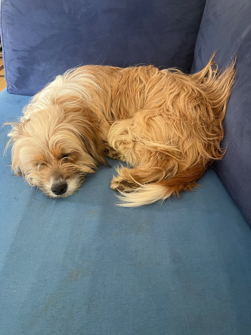 Haushund — Bild 4