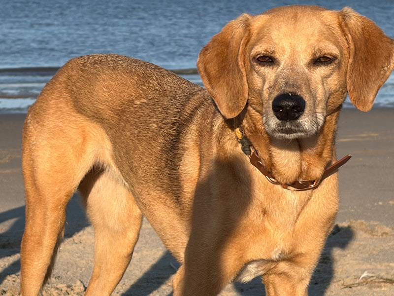 Ein brauner Haushund steht auf einem sandigen Untergrund vor einer Wasserfläche. Er blickt aufmerksam in die Kamera.