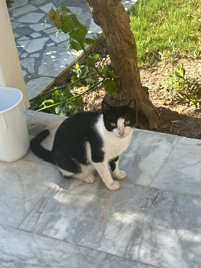 Hauskatze — Bild 4