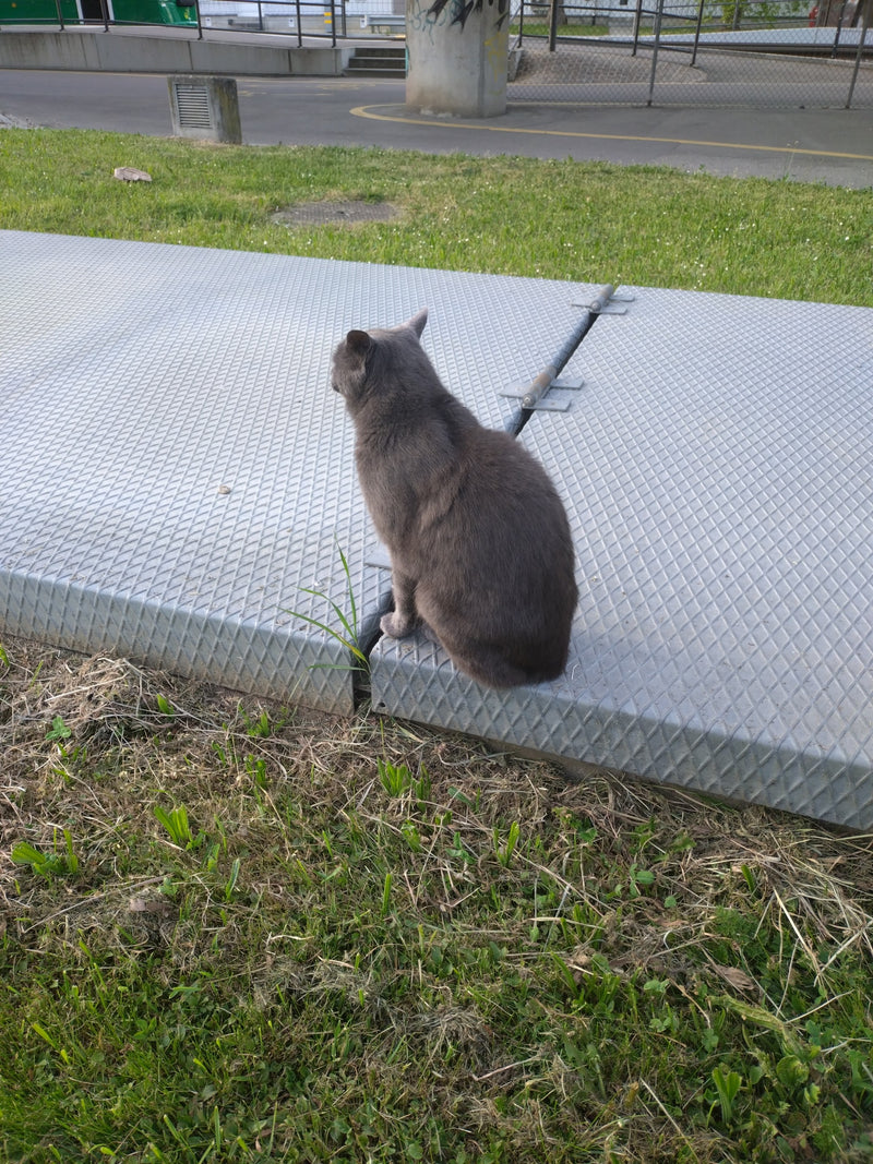 Hauskatze — Bild 1
