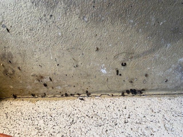 Hausmaus — Bild 5