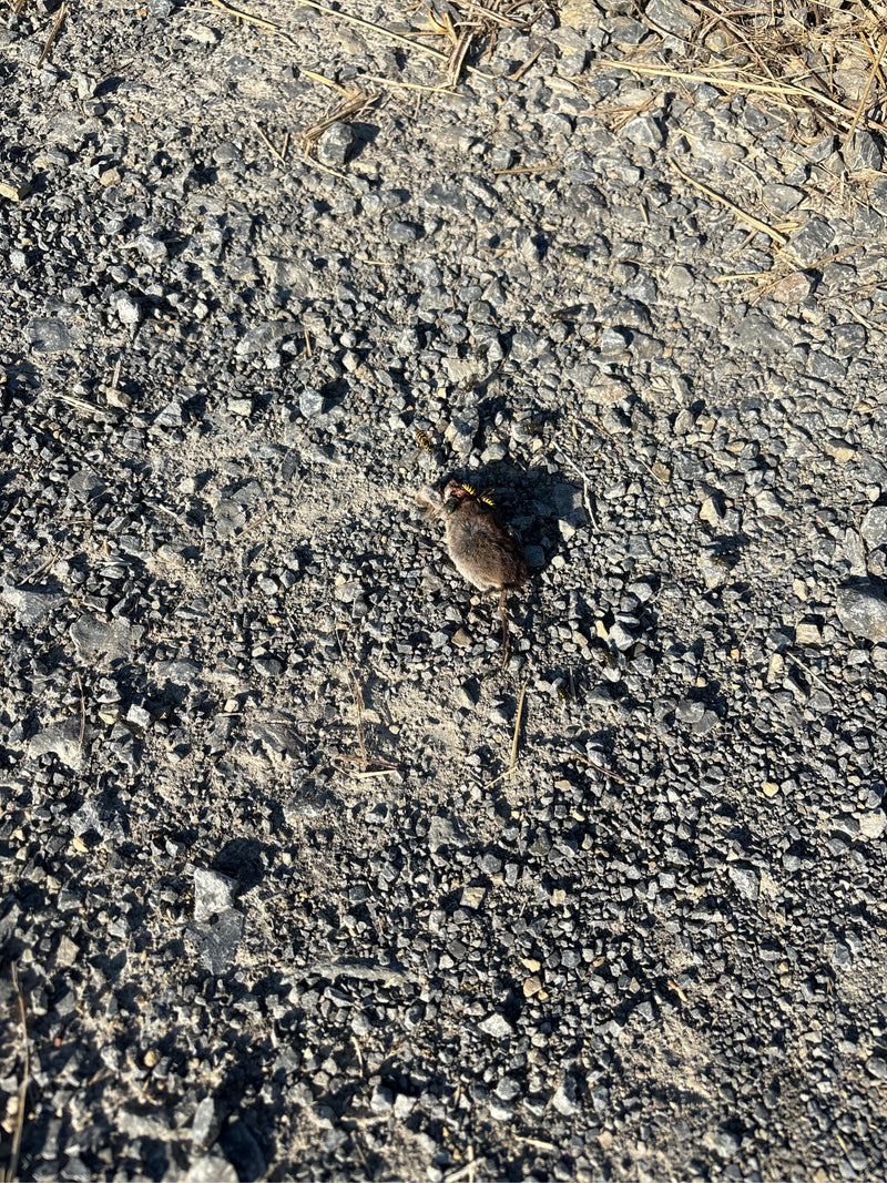 Hausmaus — Bild 2