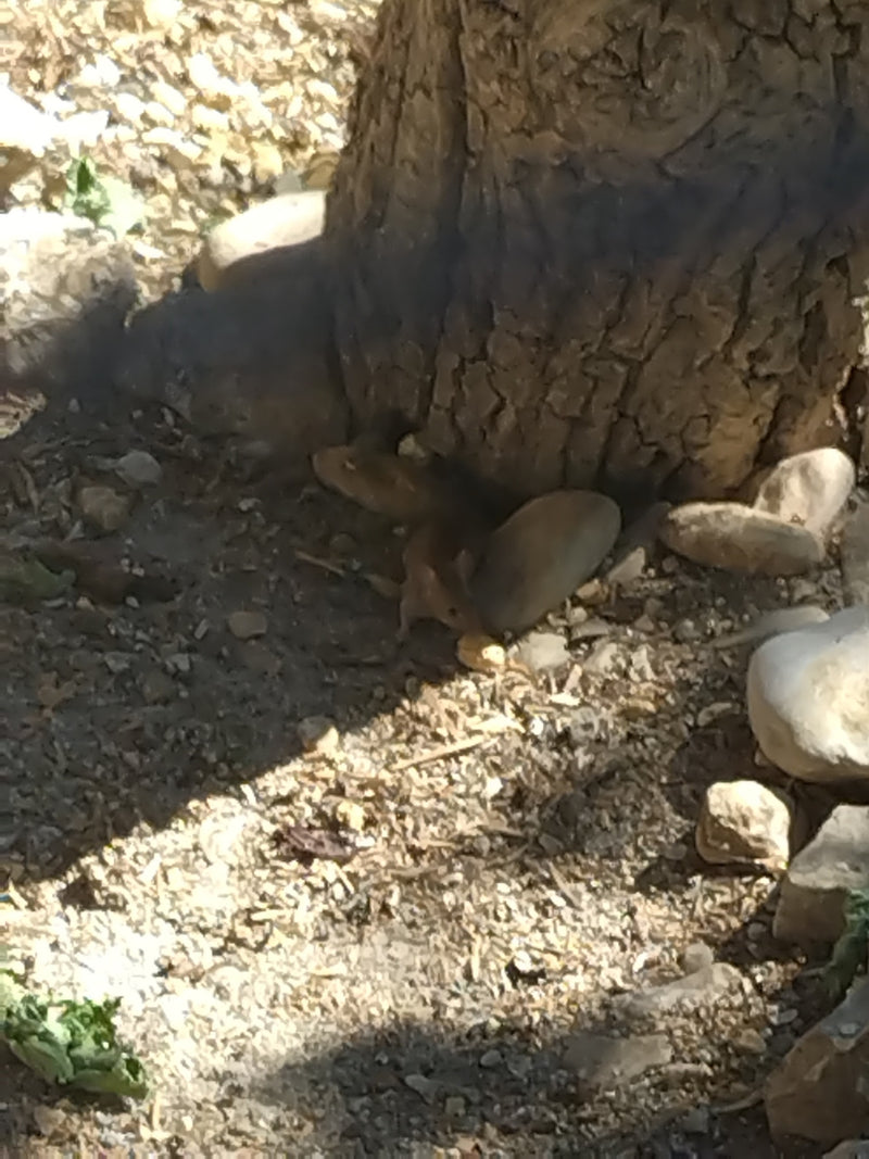 Hausmaus — Bild 4