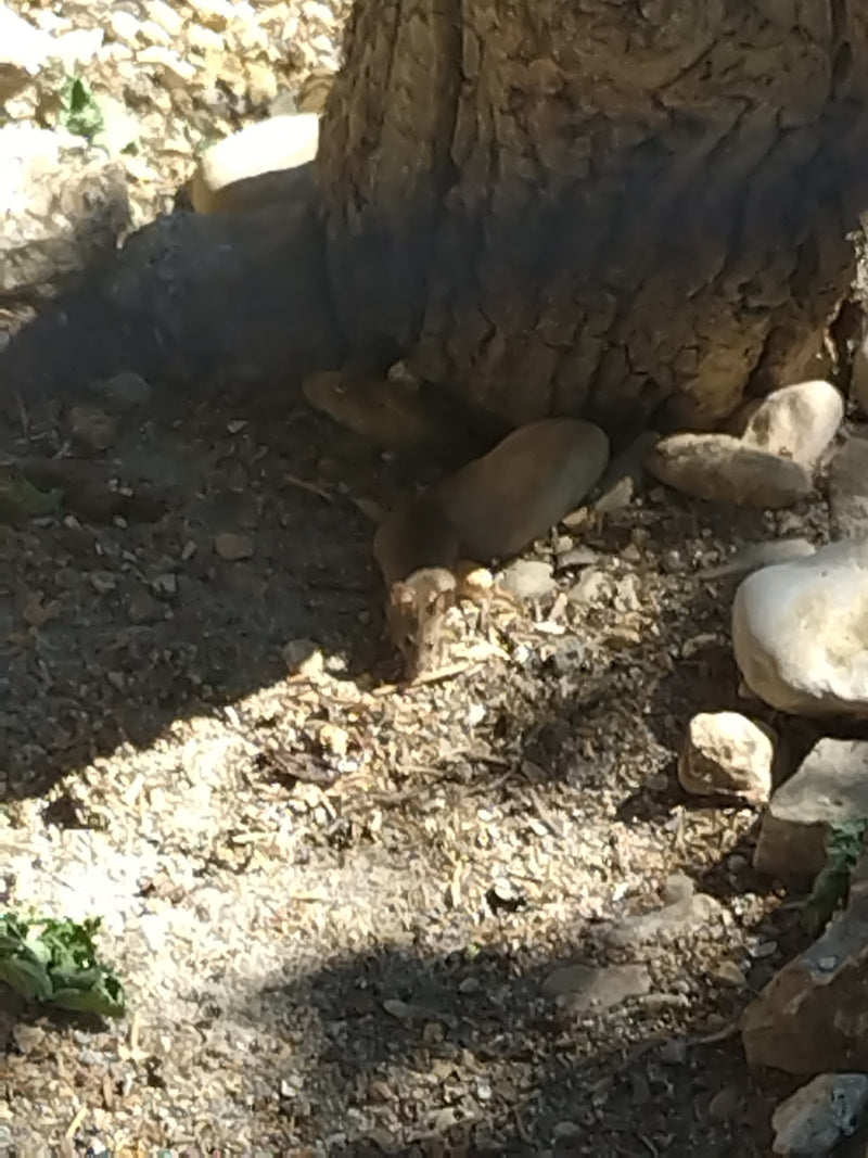 Hausmaus — Bild 5