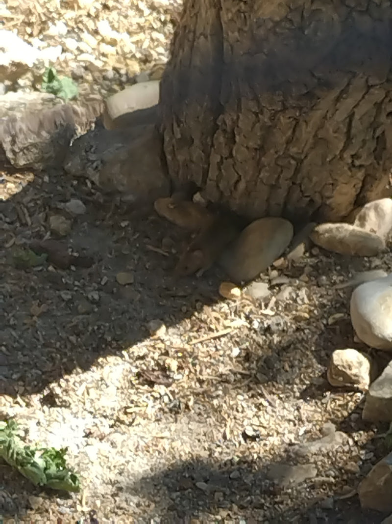 Hausmaus — Bild 3