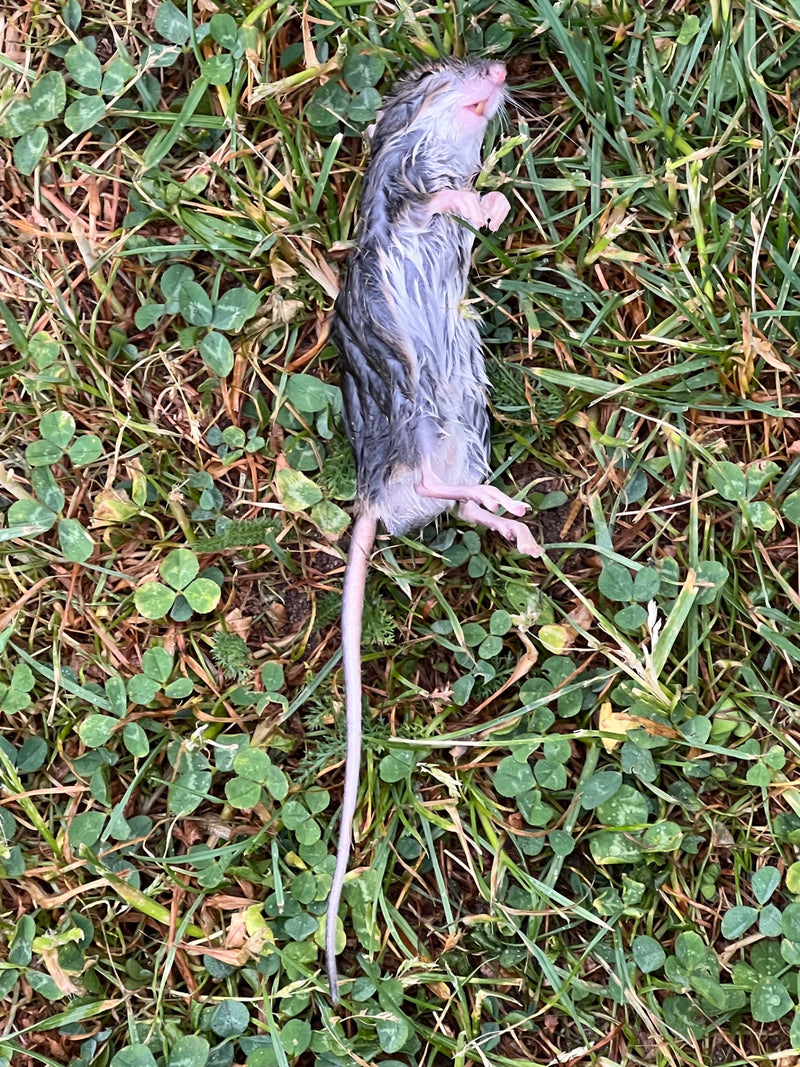 Hausmaus — Bild 3