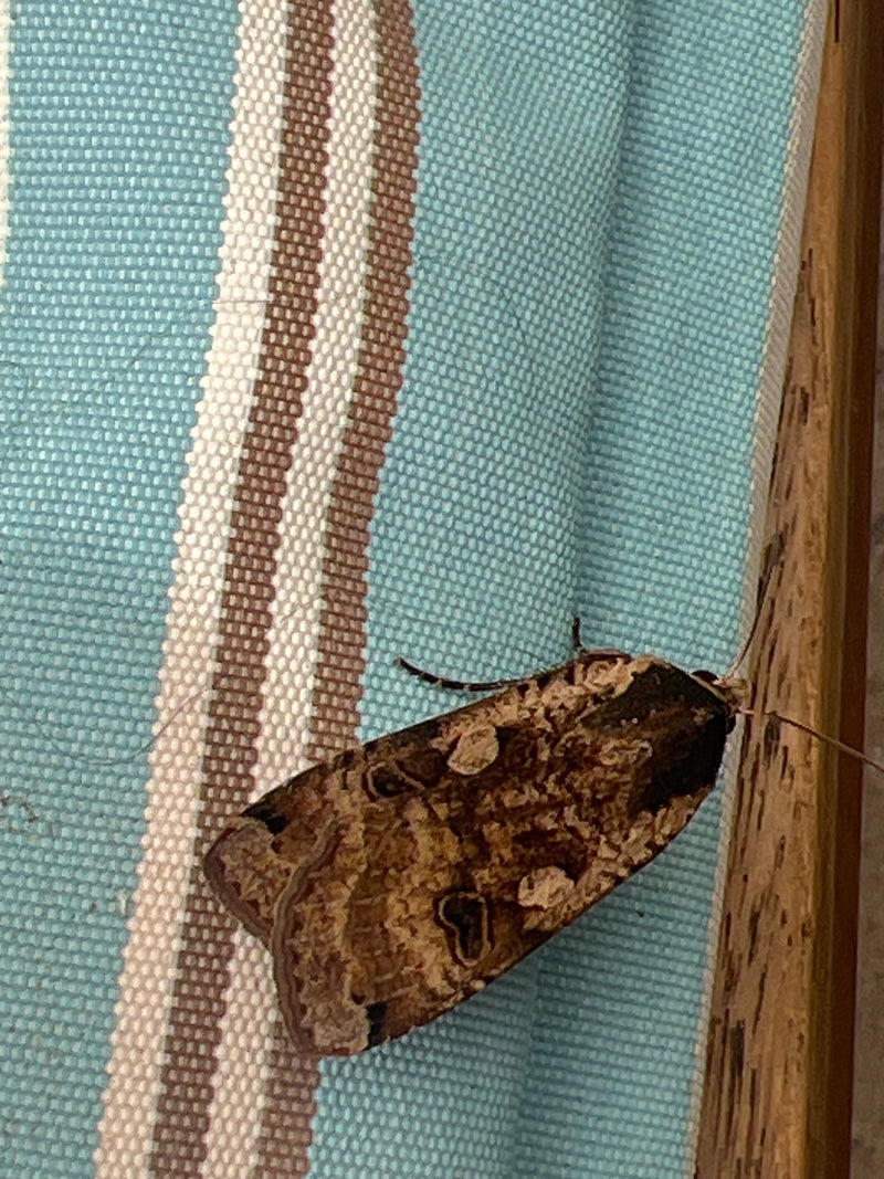 Hausmutter Raupe In Der Wohnung — Bild 4