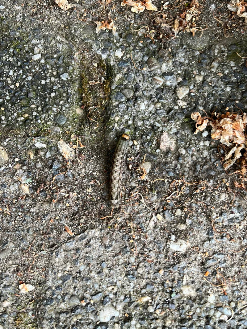 Hausmutter Raupe In Der Wohnung — Bild 1