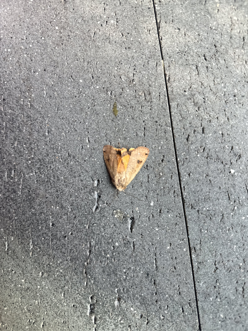 Hausmutter Raupe In Der Wohnung — Bild 5