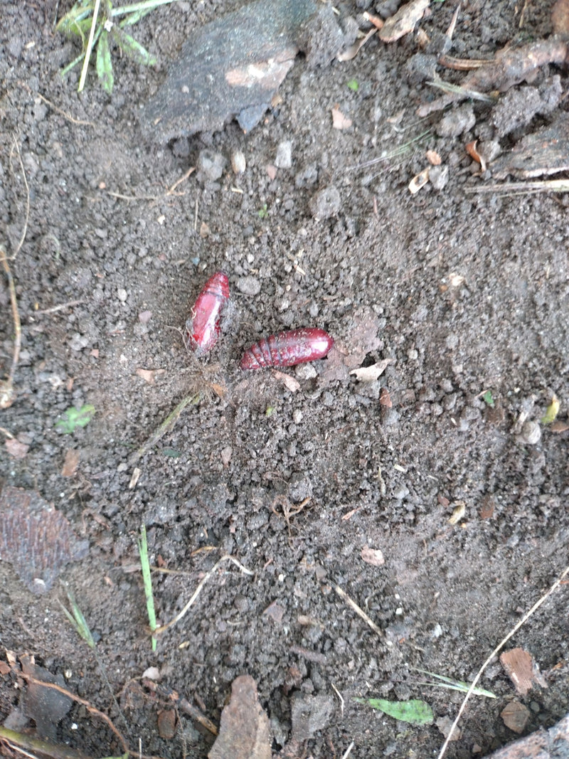 Hausmutter Raupe In Der Wohnung — Bild 3