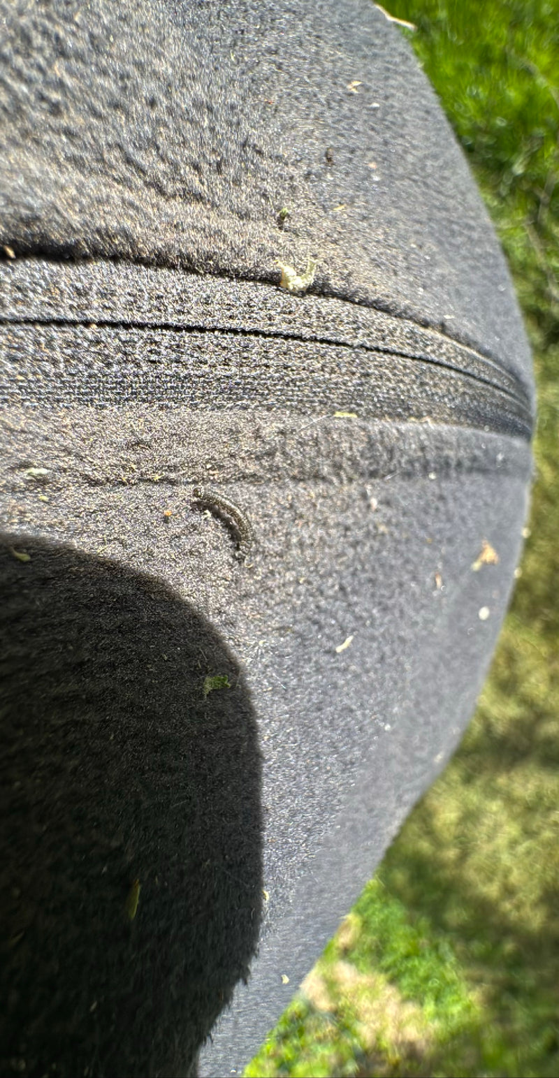 Eine kleine Raupe sitzt auf einer dunklen Stoffoberfläche. Das Tier ist weit entfernt und schwer zu erkennen.