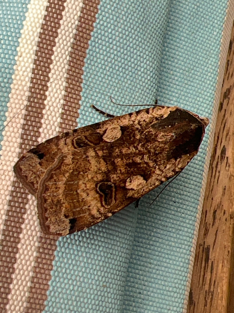 Hausmutter Raupe In Der Wohnung — Bild 4 von 29