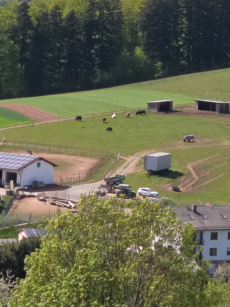 Hausrind — Bild 4