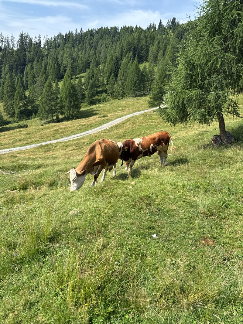 Hausrind — Bild 1