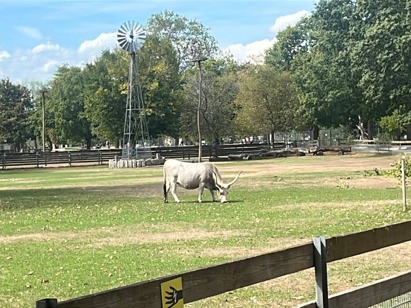 Ein Hausrind mit auffällig langen Hörnern steht auf einer grünen Wiese und frisst. Im Hintergrund sind ein Holzzaun, Bäume und eine Windmühle zu sehen.
