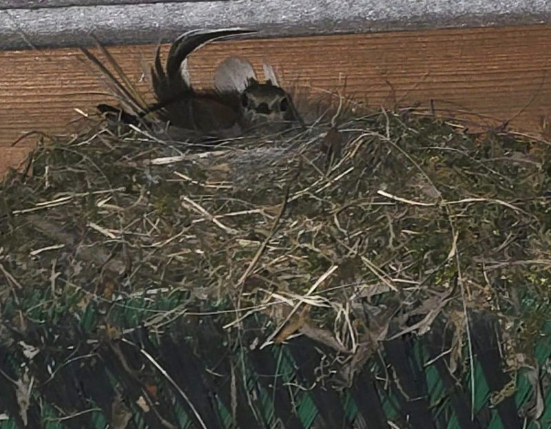 Hausrotschwanz — Bild 2