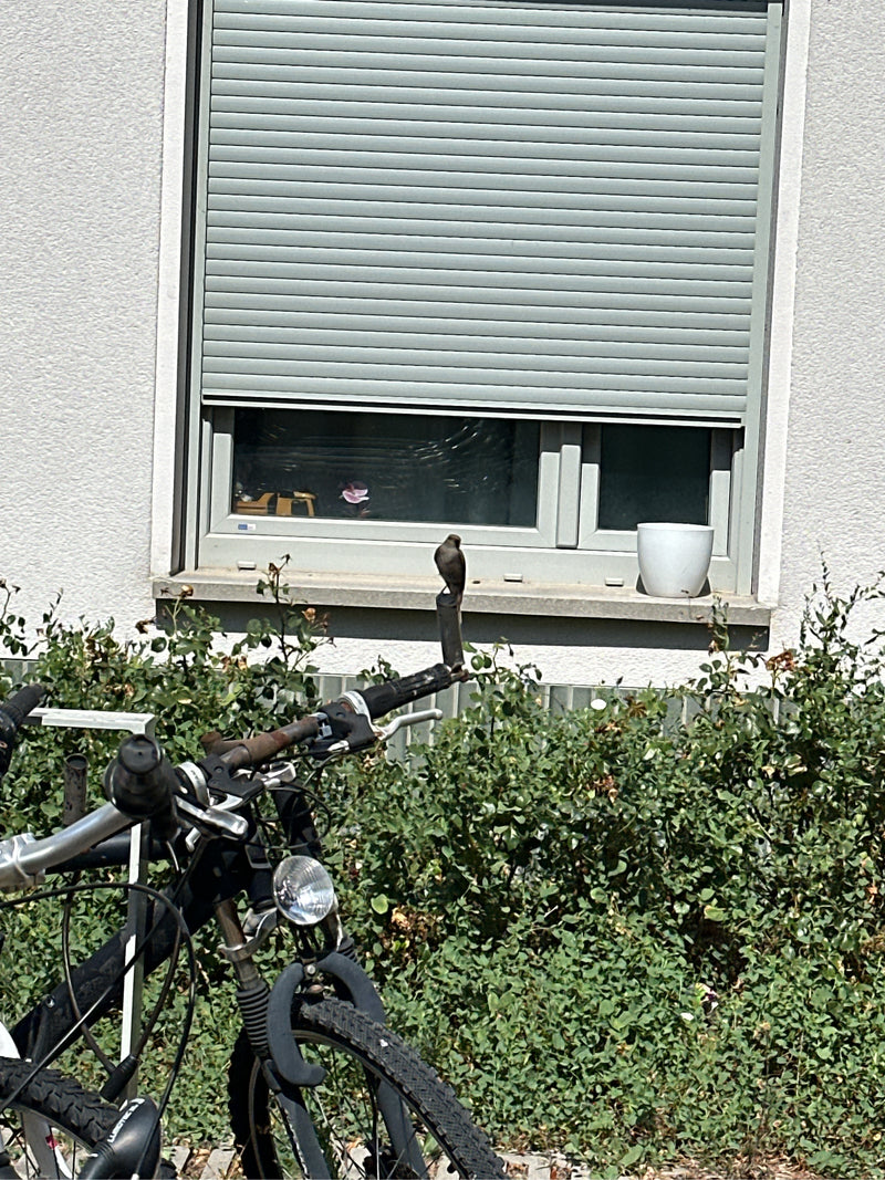 Hausrotschwanz — Bild 1